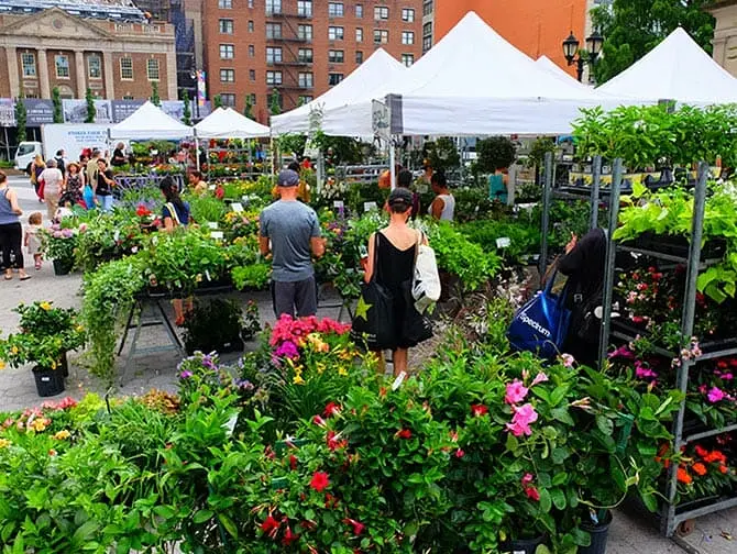 Mercados de Nueva York - Plantas en Union Square
