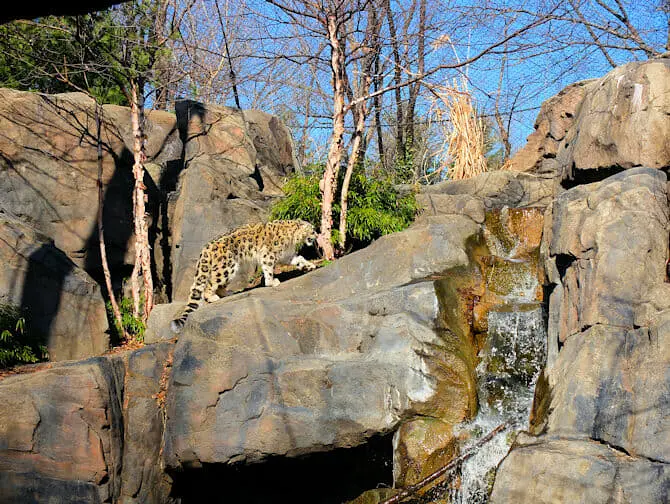 Central Park en Nueva York - Zoo