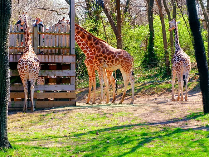 Bronx Zoo en Nueva York - jirafas