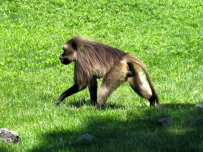 Bronx Zoo en Nueva York - mono