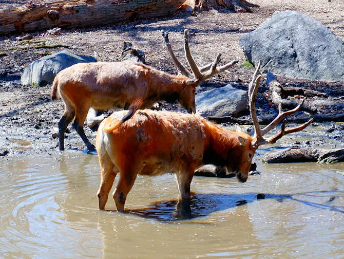 El Zoo del Bronx en Nueva York - Animales bebiendo