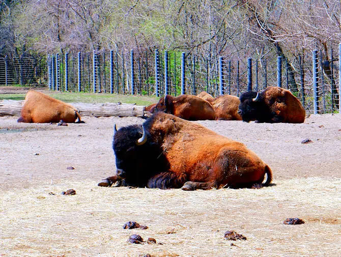 El Zoo del Bronx en Nueva York - Animales relajados