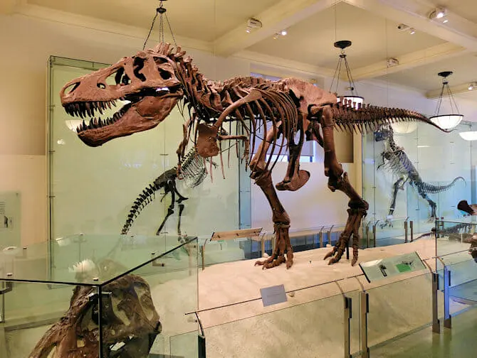 The American Museum of Natural History en Nueva York - Dinosaurio