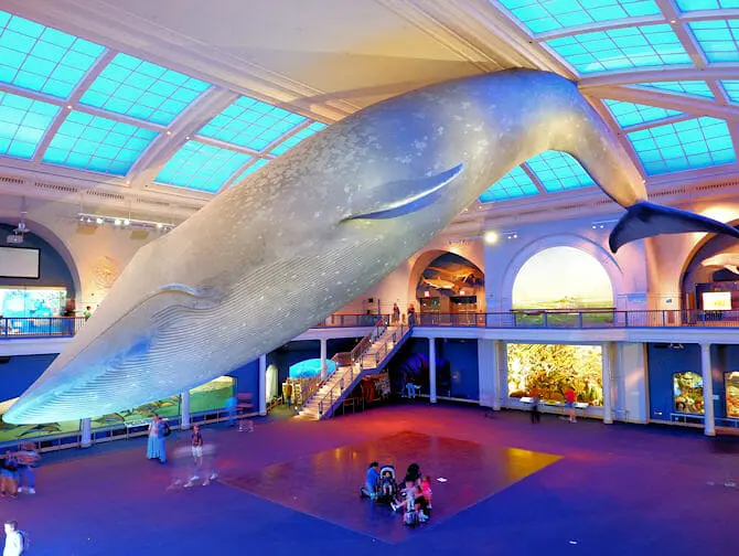 The American Museum of Natural History en Nueva York - Vida en el océano