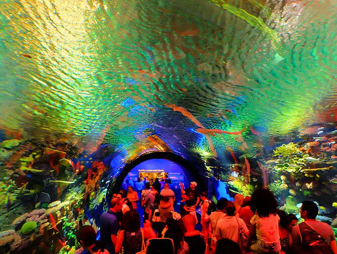 New York Aquarium - Arrecife de coral