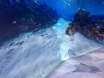 National Geographic Encounter Ocean Odyssey - Bajo el agua