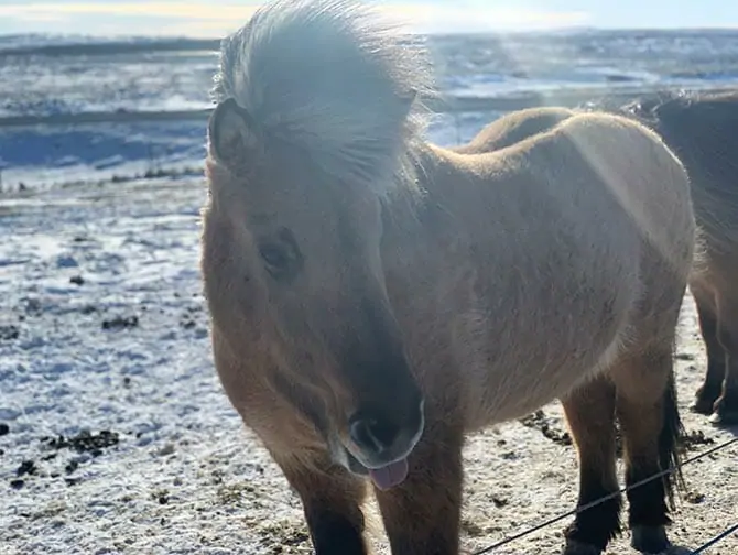 Iceland Stopover on your way to New York Islandpferd