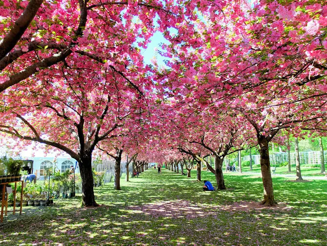 Brooklyn en Nueva York - Botanic Garden