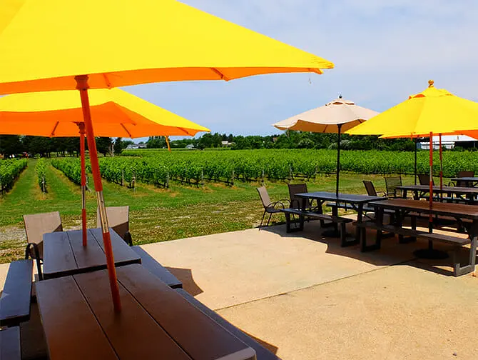 Excursión a bodegas con cata de vinos desde Nueva York - viñedos