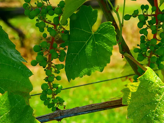 Excursión a bodegas con cata de vinos desde Nueva York