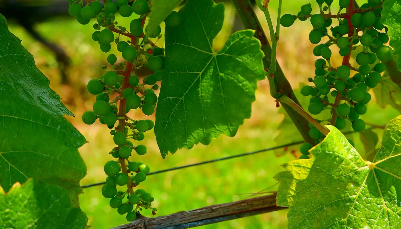 Qué ver y hacer en los Hamptons - Viñedos